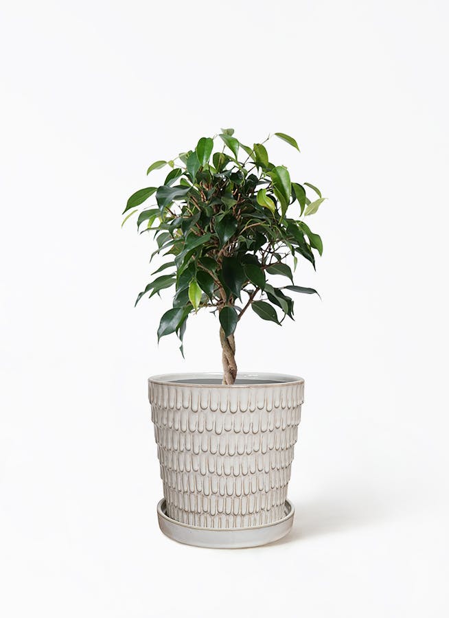 フィカス ベンジャミン 4号 | 観葉植物 | インテリアやギフトに