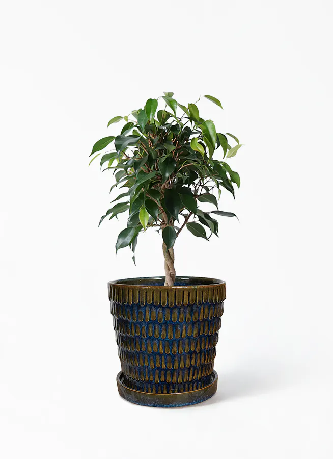 観葉植物 フィカス ベンジャミン 4号 玉造り クラッツ ウロ ブルー 付き 観葉植物ならhitohana ひとはな