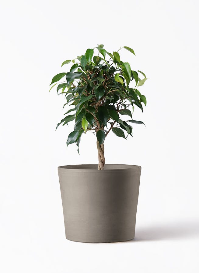 フィカス ベンジャミン 4号 | 観葉植物 | インテリアやギフトに