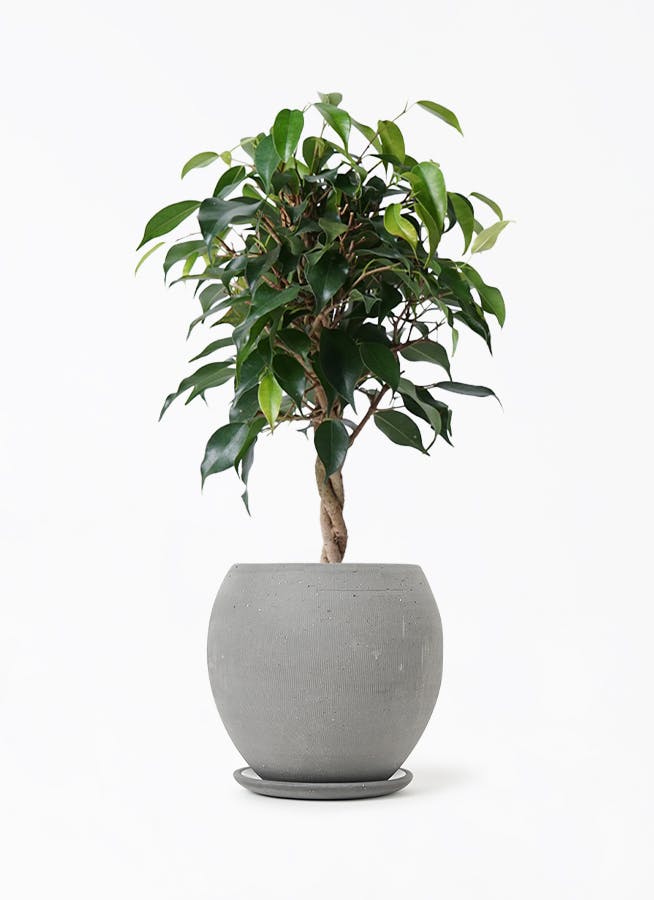 ②　フィカス　ベンジャミン　ネジリ ８号　特大苗木最高等級極上品‼️ ⑪ フィカス ベンジャミン ネジリ仕立て 8号 特大苗木最高等級