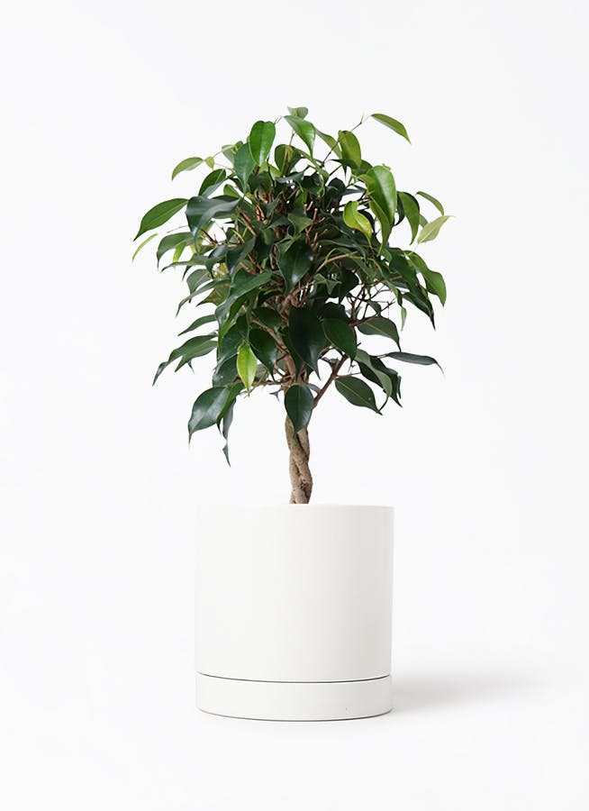 観葉植物 フィカス ベンジャミン 4号 玉造り オーセ 1 W ホワイト 付き 観葉植物 フィカス ベンジャミン 4号 玉造り オーセ 1 W ホワイト 付き