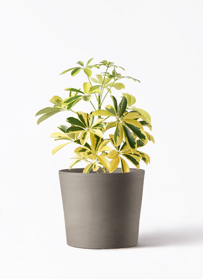 観葉植物 カポック（シェフレラ） 4号 斑入り ルーツ 15 H