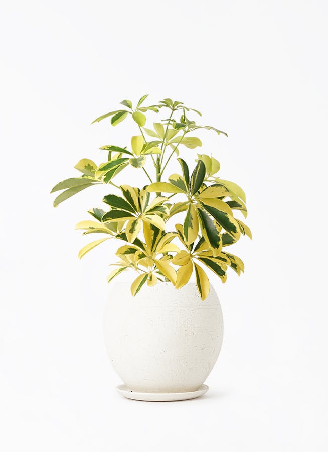 観葉植物 カポック（シェフレラ） 4号 斑入り エッジ ボール マット