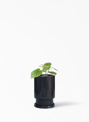 観葉植物 フィカス ウンベラータ 4号 ノーマル フロウ トール ブラック 植え替えキット付き