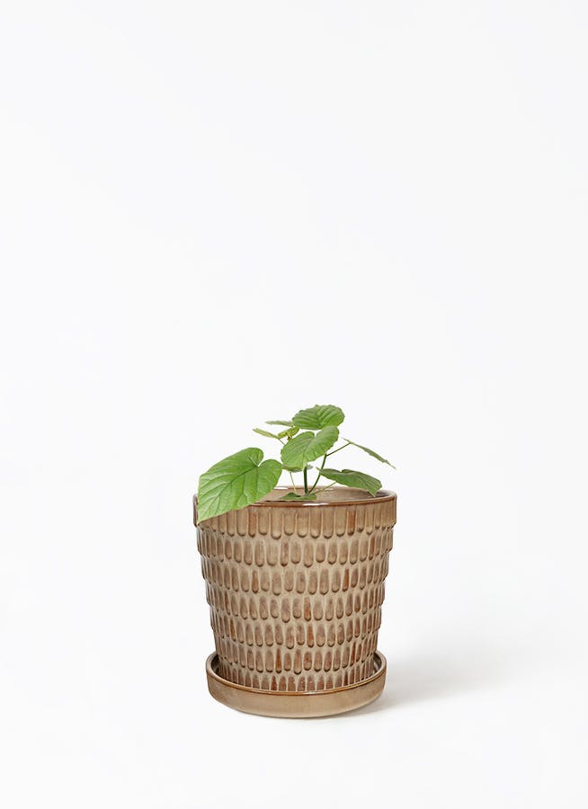 ウンベラータ 小型 | 観葉植物の通販ならHitoHana（ひとはな）