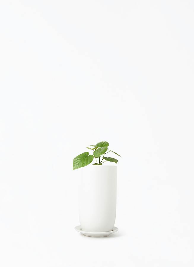 ウンベラータ 小型 | 観葉植物の通販ならHitoHana（ひとはな）