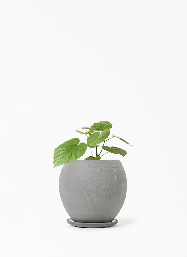 低価格の 緑の力強い 鉢 花器 にもなりますˊᵕˋ 焼き物 | www.barkat.tv