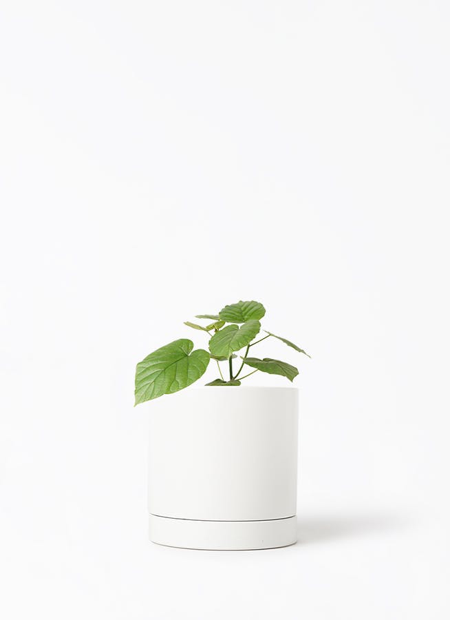 観葉植物 フィカス ベンガレンシス 4号 曲り オーセ 15 W 付き | 観葉