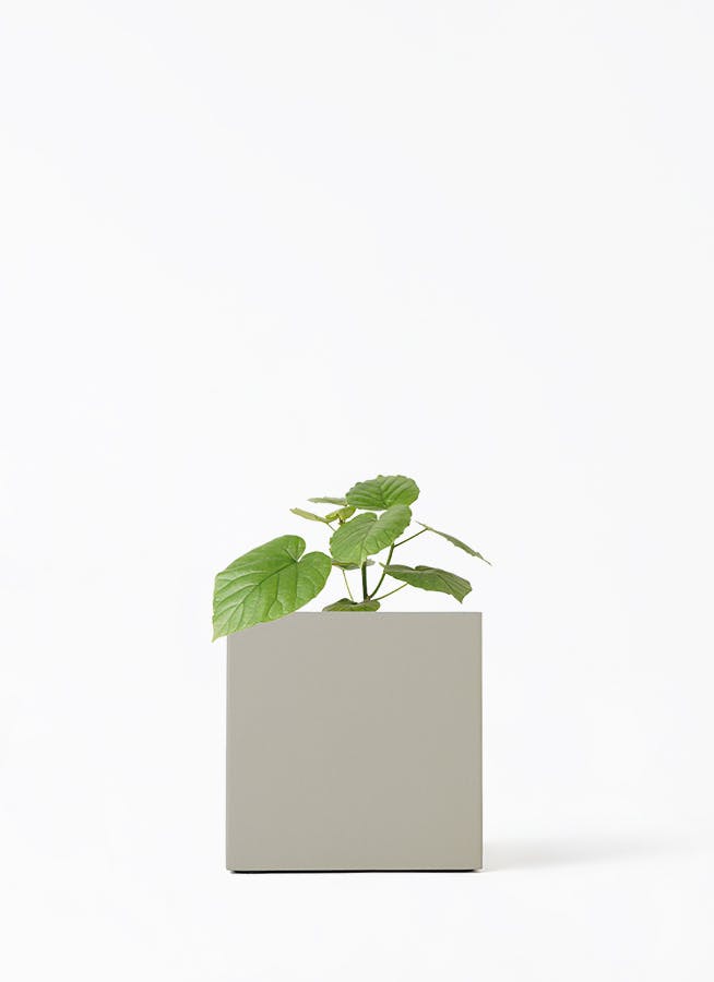 ウンベラータ 小型 | 観葉植物の通販ならHitoHana（ひとはな）
