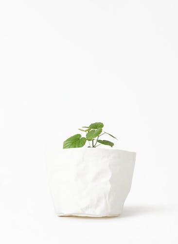 観葉植物 フィカス ウンベラータ 4号 ノーマル クラフトペーパーポット 0 W ホワイト 付き