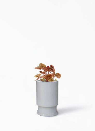 観葉植物 ペペロミア 4号 キト フロウ トール ホワイト 植え替えキット付き