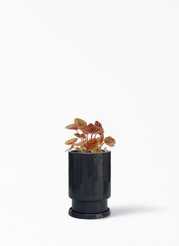観葉植物 ペペロミア 4号 キト フロウ トール ブラック 植え替えキット付き