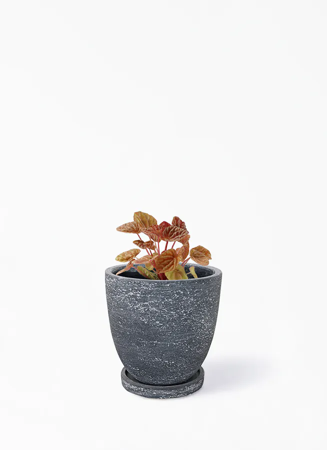 観葉植物 ペペロミア 4号 キト ブロンクス ラウンド ブラック 付き 観葉植物ならhitohana ひとはな