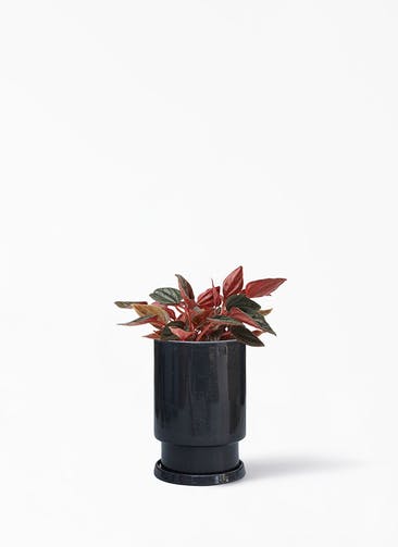 観葉植物 ペペロミア 4号 ブラジリア フロウ トール ブラック 植え替えキット付き