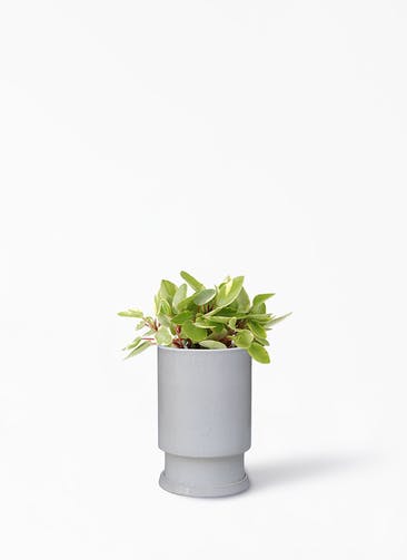 観葉植物 ペペロミア 4号 ピクシー フロウ トール ホワイト 植え替えキット付き