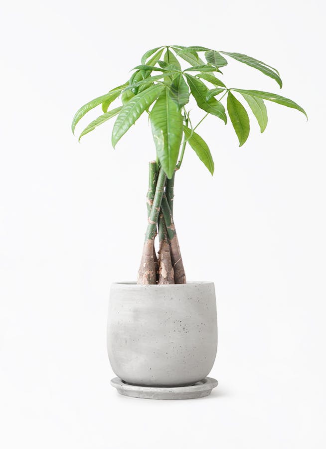 パキラ 4号 | 観葉植物通販 Hitohana（ひとはな）