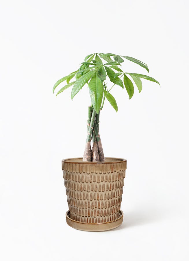 パキラ　斑入り　約4号鉢　No.004　鉢、送料込 現品お届け】実生 斑入りパキラ Pachira glabra 'variegata'（Seedling