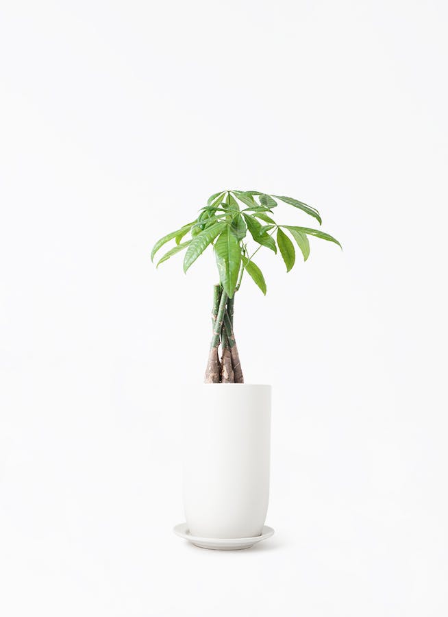 パキラ24出品 パキラ 4号 | 観葉植物通販 Hitohana（ひとはな）