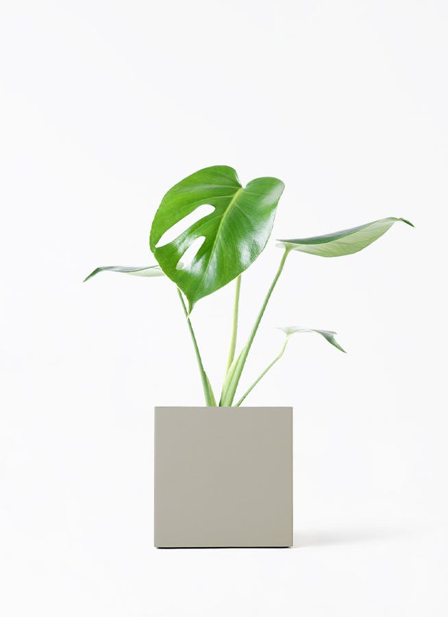 モンステラ 4号 | 観葉植物通販HitoHana(ひとはな)