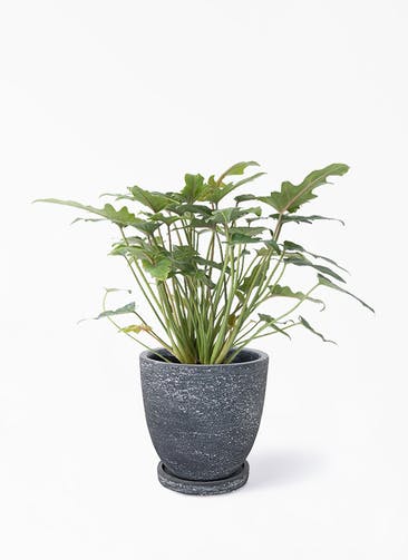 観葉植物 フィロデンドロン 4号 オージー（クッカバラ） ブロンクス ラウンド ブラック 植え替えキット付き