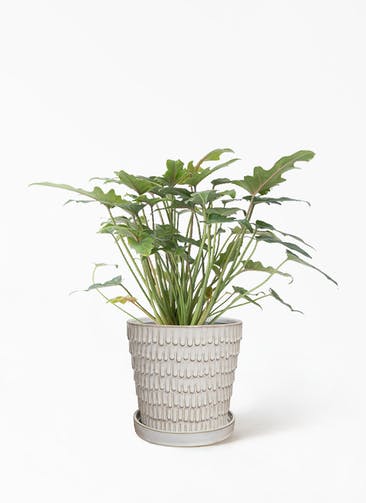 観葉植物 フィロデンドロン 4号 オージー（クッカバラ） クラッツ ウロ ホワイト 植え替えキット付き