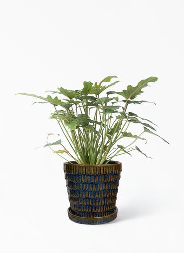 観葉植物 クッカバラ 4号 クラッツ ウロ ブルー 植え替えキット付き
