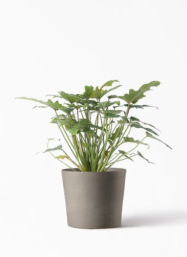 観葉植物 クッカバラ 4号 シリンドリコ カプチーノM 20cm 付き