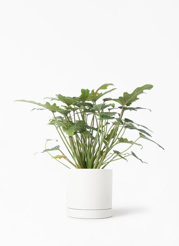 観葉植物 フィロデンドロン 4号 オージー（クッカバラ） オーセ 1 W ホワイト 植え替えキット付き