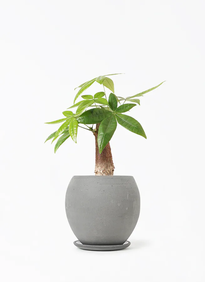 観葉植物 カラテア 4号 マコヤナ エッジ ボール ブラック 付き | 観葉 