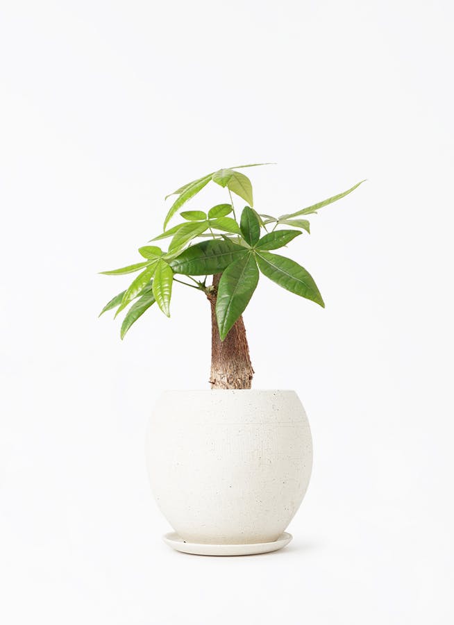 パキラ 4号 | 観葉植物通販 Hitohana（ひとはな）