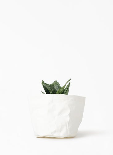 観葉植物 サンスベリア 4号 グリーンバニー クラフトペーパーポット 0 W ホワイト 付き