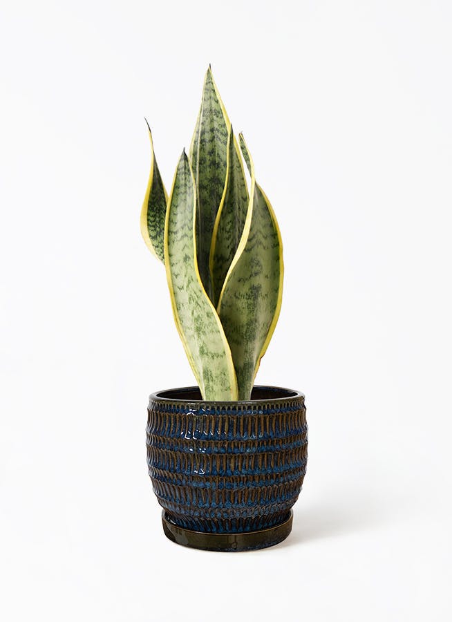 【ガレージM】サンセベリア 4点セット ガレージM様専用】サンセベリア 4点セット