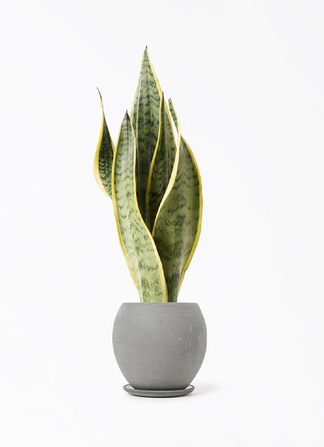 sansevieria-408_1.jpg