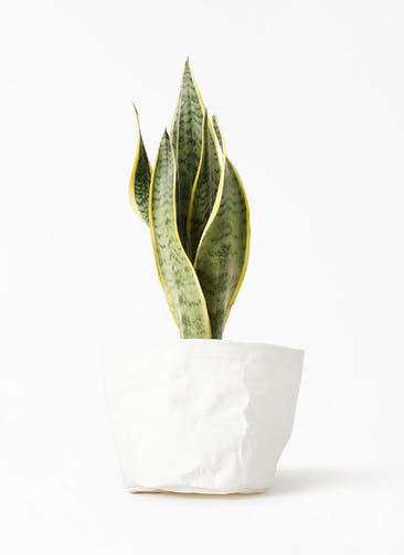 観葉植物 サンスベリア 4号 トラノオ クラフトペーパーポット 0 W ホワイト 付き