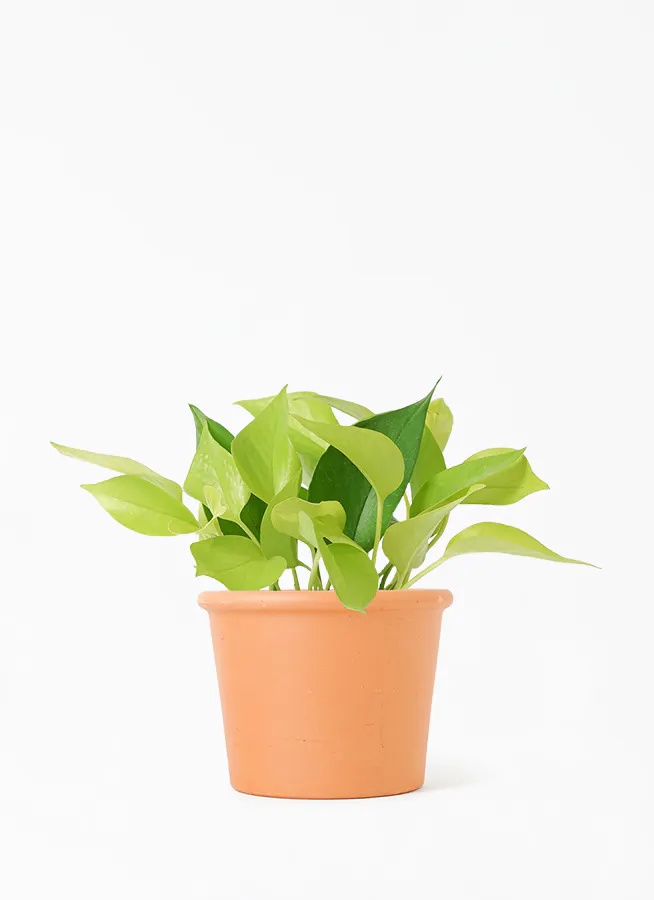 観葉植物 ポトス 4号 ライム シリンダーポット 植え替えキット付き 観葉植物ならhitohana ひとはな