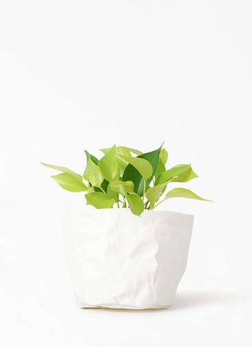 観葉植物 ポトス 4号 ライム クラフトペーパーポット 0 W ホワイト 付き