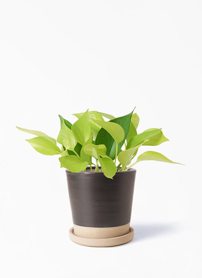 観葉植物 ポトス 4号 ライム Mat Glaze Terracotta(マット グレーズ テラコッタ) ブラック 植え替えキット付き