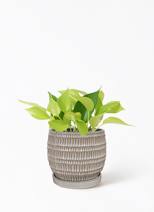 ポトス 4号 | 観葉植物 | インテリアやギフトに - Hitohana