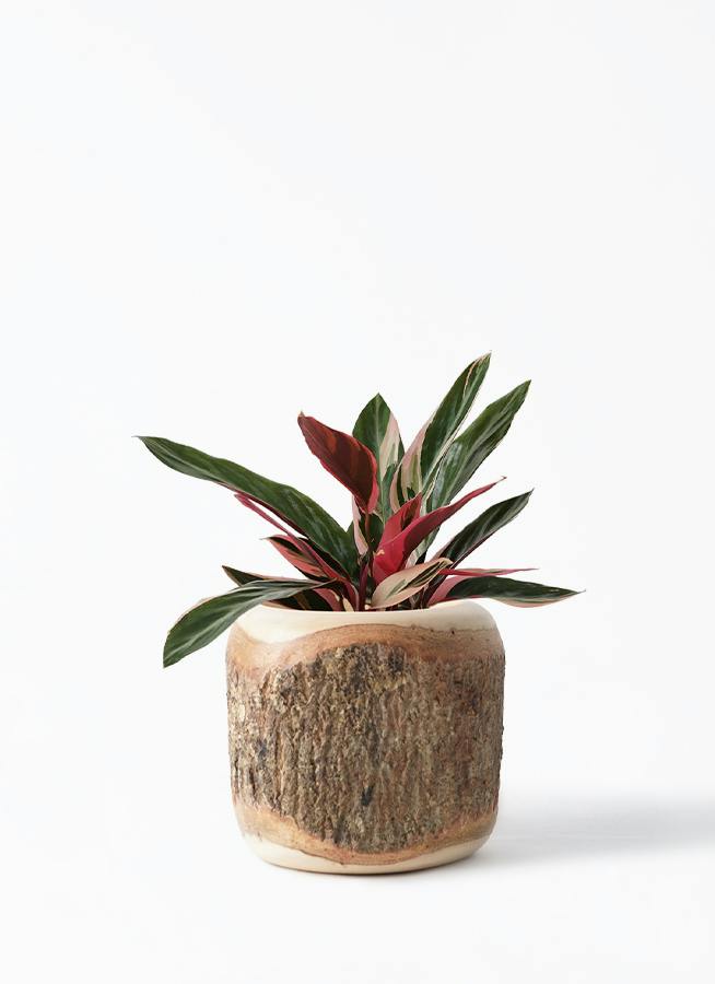 ストロマンテ トリオスター | 観葉植物の通販ならHitoHana（ひとはな）