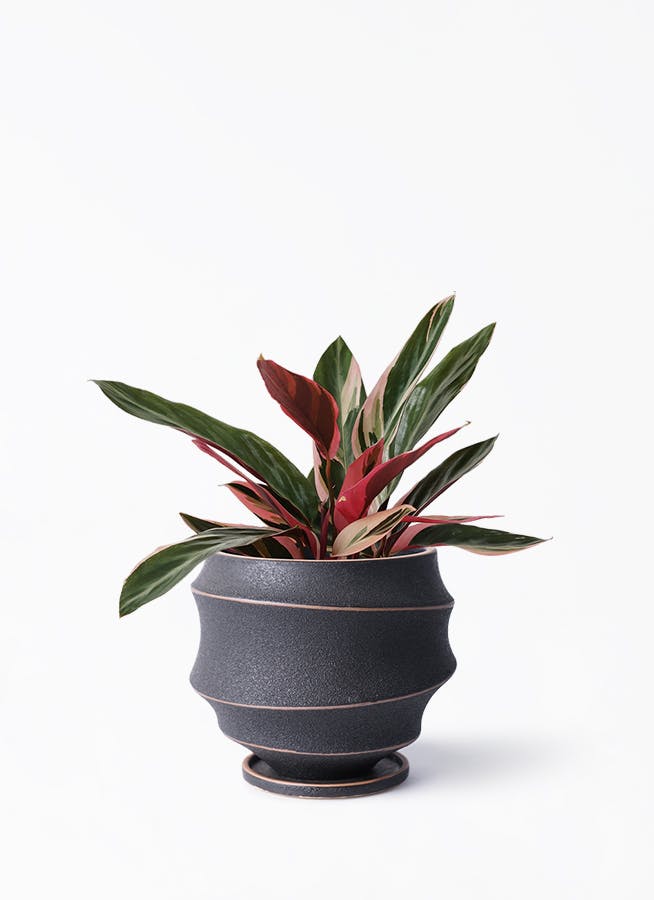 観葉植物 ストロマンテ トリオスター 4号 ラバポット 付き | 観葉植物