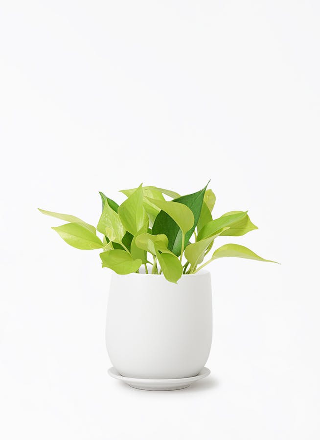 ポトス 4号 | 観葉植物 | インテリアやギフトに - Hitohana（ひとはな）