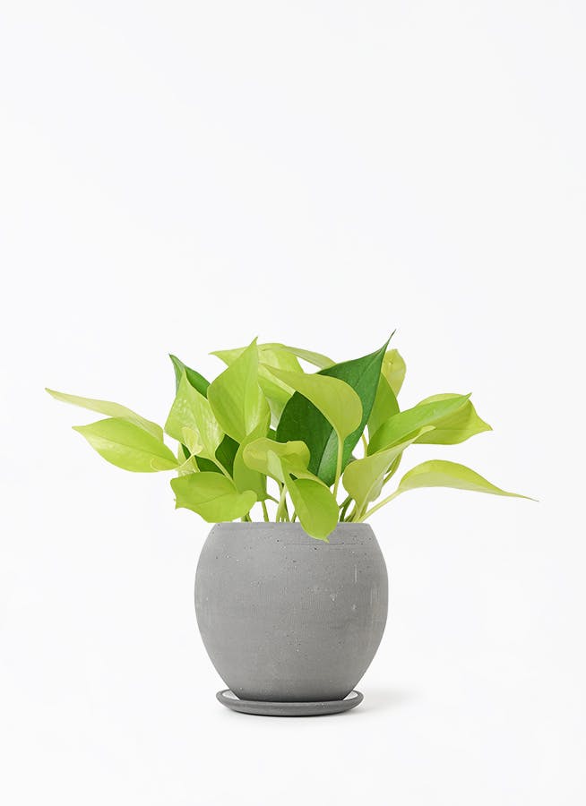 観葉植物 ポトス 4号 ライム エッジ ボール ブラック 植え替え