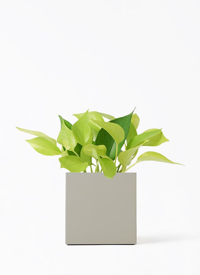 ポトス 4号 | 観葉植物 | インテリアやギフトに - Hitohana（ひとはな）