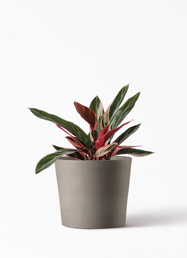 観葉植物 ストロマンテ トリオスター 4号 シリンドリコ カプチーノM