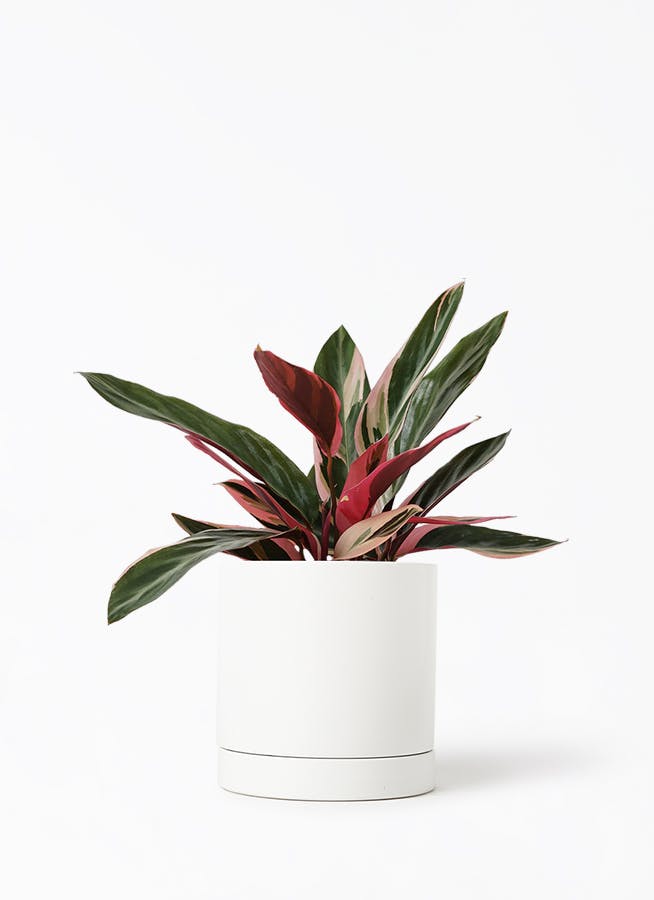 観葉植物 フィカス ベンガレンシス 4号 曲り オーセ 15 W 付き