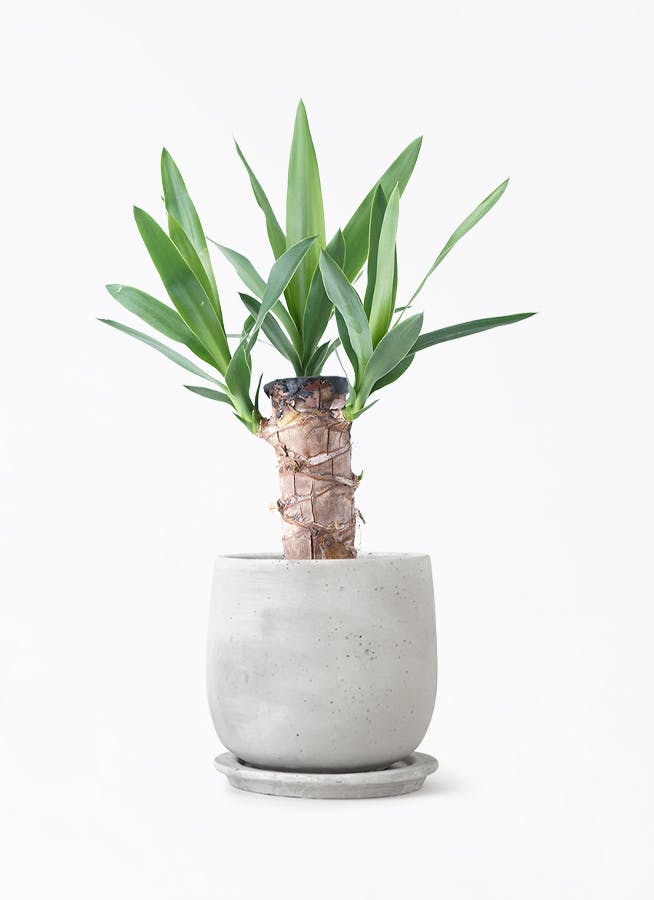 ユッカ 4号 | 観葉植物 | インテリアやギフトに - Hitohana（ひとはな）