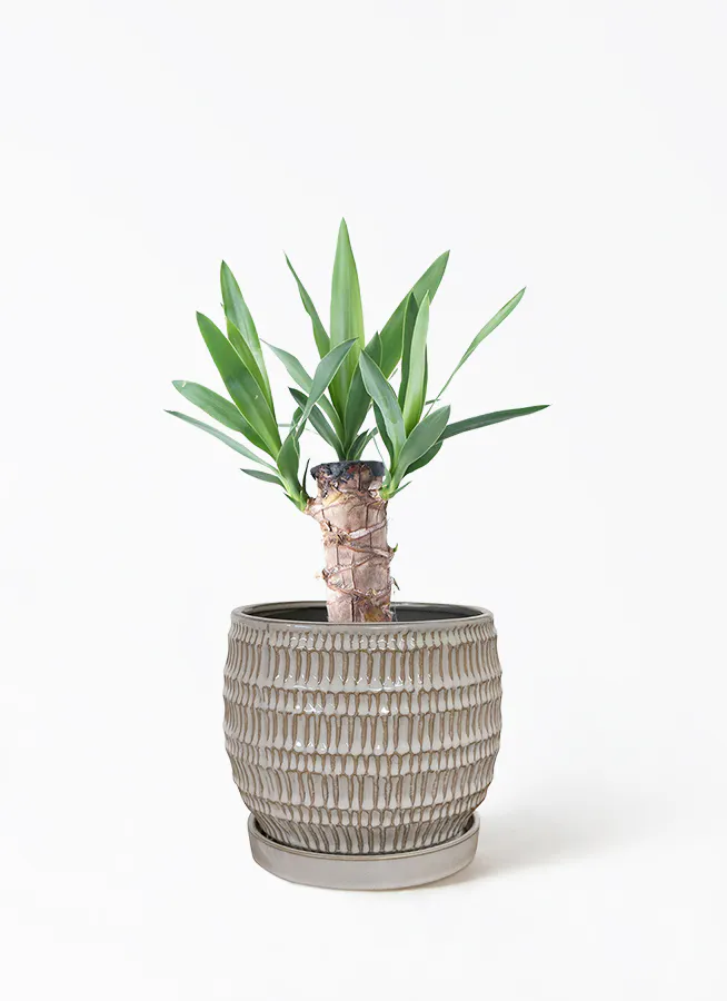 ユッカ（青年の木） | 観葉植物通販HitoHana（ひとはな）