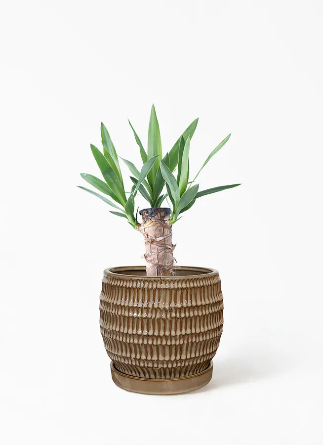 観葉植物 ユッカ 4号 ノーマル クラッツ シノ クリーム 付き 観葉植物ならhitohana ひとはな