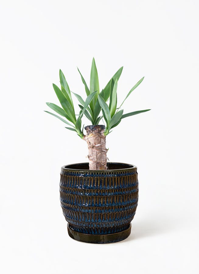 ユッカ 4号 | 観葉植物 | インテリアやギフトに - Hitohana（ひとはな）