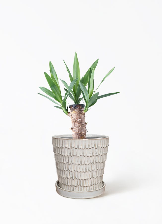 ユッカ 4号 | 観葉植物 | インテリアやギフトに - Hitohana（ひとはな）